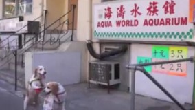 سگ‌های فوق‌العاده با هوش