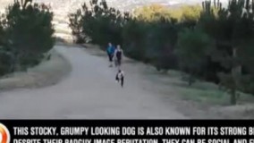 Top 10 قوی ترین سگ های جهان 2017