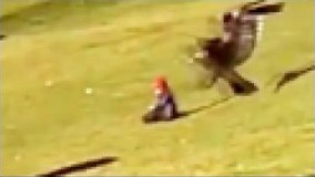 شكار كودك در پارك توسط عقاب