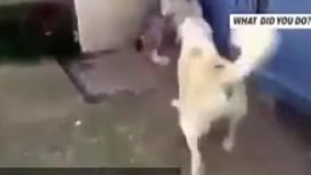  بی نظیر ترین کلیپ های خنده دار فوق العاده ترین خفن .