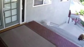 خرسها جرات دارید نزدیکشون بشید