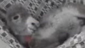  بزارید تو حال خودم باشم اصلا نمی خوام پاشم