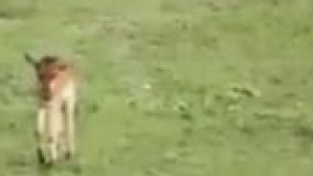 پناه آوردن شکار به شکارچی