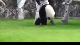  پاندای بازیگوش