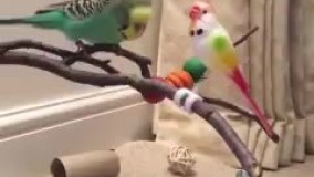 مرغ عشق وقتی یارش می آد