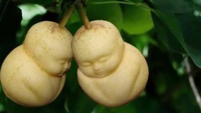 گران ترین میوه های دنیا