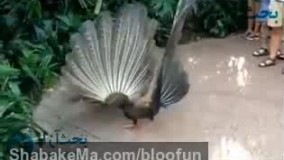  حرکات حیرت انگیز طاووس نر برای جفت گیری