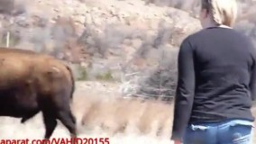 دنبال کردن دختر توسط بوفالوی وحشی