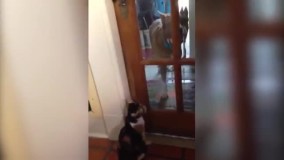 فیلم های خنده دار حیوانات خانگی