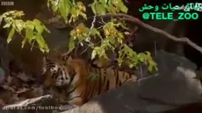 مهر مادری ببر