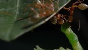 تصاویری فوقالعاده زیبا از مورچه ها