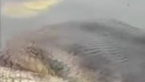  مار 400 کیلویی در دام یک کارگر ساختمان (فیلم و تصاویر)