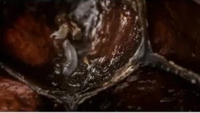 نگاهی بر شکل گیری زنبور 