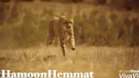 خنده طنز راز بقا یوزپلنگ