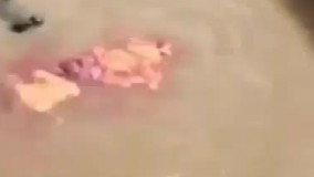 حمله ماهی ها به غذای تمساح