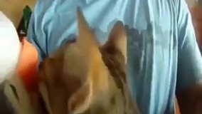 گربه بد جنس 