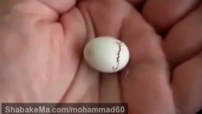 تولد قناری که شگفت انگیزه 