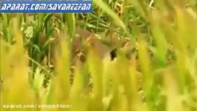 شکار تماشایی پرنده توسط عقاب