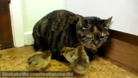 گربه هم گربه ها قدیم 