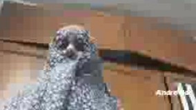 مادر شوهر و سوغات عروسش از ڪیش