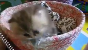 گربه های ناز