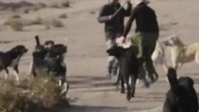  سگ وفادار گله