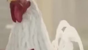 کنسرت خروسانه به مناسبت سال 96 سال خروس