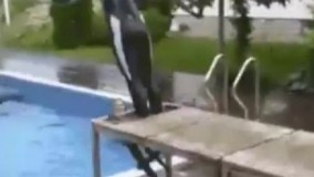 کلیپ جدید باحال-اصل شیرجه اینه که می بینی