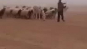  ورود اولین گردان نظامی عربستان سعودی به سوریه