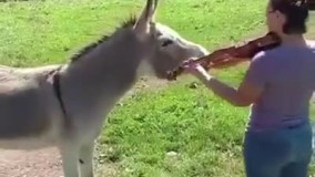  چه کیفی میکنه این خره