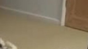 کلیپ خنده دار-عمس العمل دخترا وقتی سوسک می بینند