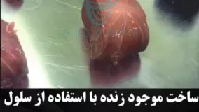 ساخت موجود زنده با سلول های انسان 