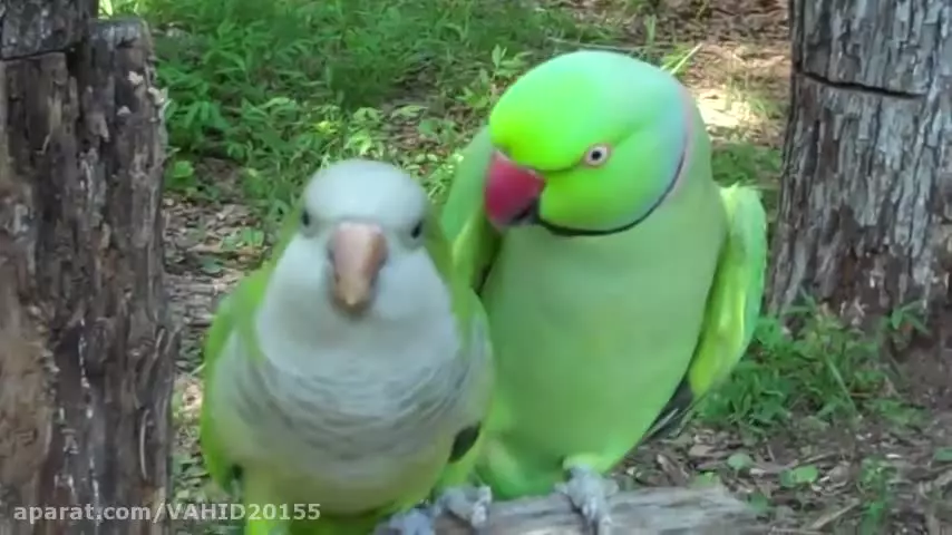 طوطی سخن گوی خوشگل