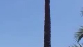 مرد عنکبوتی رو که دیدی؟ ایشون بزشونه