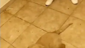 سگی که می تونه محاسبات ریاضی رو انجام بده!