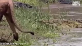 علت اینکه شیر سلطان حیوانات شد