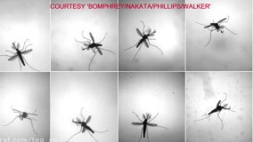 کشف راز پرواز پشه ها