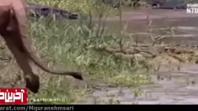 علت سلطان جنگل بودن شیر نر را در این ویدیو ببینید!