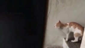  کلیپ باحال- اين عوضي رو ببين در ميزنه