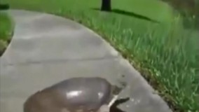 این همه گولمون زد