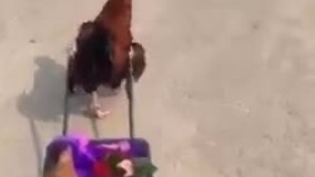 چه عروس کشونیه