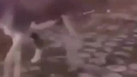 ای واااای پاچیدددم ازخنده