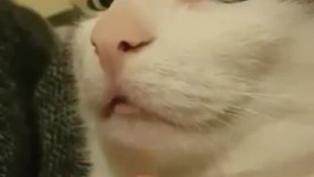 کلیپ جدید از گربه ی دوست داشتنی