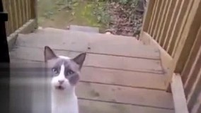 گربه اي كه نميدونم چه خبطي كرده صاحبش انداخته از خونه بيرون دم در چه غلطکردمی راه انداخته