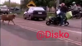 گاوترین گوسفند دنیا