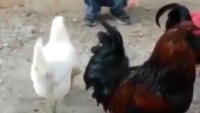 ای جوووون مرغه بغل دوست داره!!