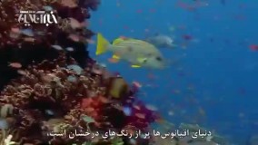 روش اعجاب‌انگیز ماهی ژاپنی برای جلب توجه ماهی ماده