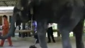 پای مصنوعی برای فیلی که پایش قطع شده..!