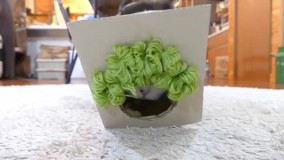 سوپر مدلی به شکل گربه