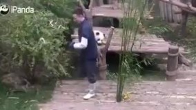 پانداها معتقدند وقتی پیداش کردی دیگه نباید به هیچ عنوان ولش کنی